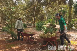 Đắk Lắk đã tiêu thụ được gần 100 nghìn tấn sầu riêng và bơ