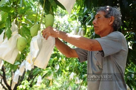 Nhờ cách này, "thủ phủ" trồng xoát cát ở Bình Định không lo thiếu nước