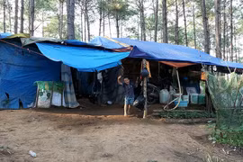 Đời thông đắng