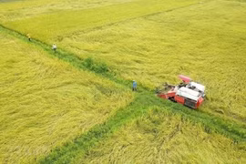 Điều kiện chuyển đổi đất trồng lúa sang đất trồng cây lâu năm