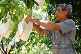 Nhờ cách này, "thủ phủ" trồng xoát cát ở Bình Định không lo thiếu nước