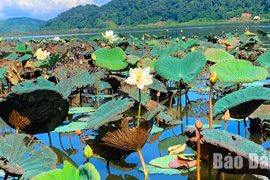 Sen cuối mùa giữa lòng hồ Ea R'bin