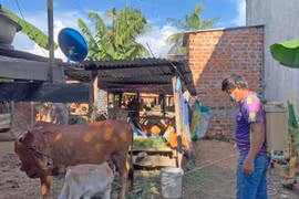 Ayun Pa nỗ lực khống chế bệnh viêm da nổi cục