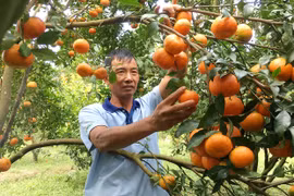 Đak Đoa chú trọng chuỗi liên kết sản xuất