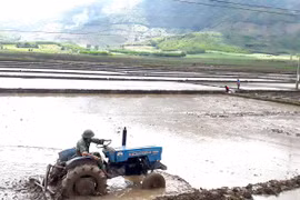 Gia Lai chủ động chuyển đổi cây trồng, liên kết tiêu thụ sản phẩm