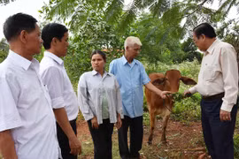 Trao bò giống cho 2 gia đình nạn nhân chất độc da cam ở Chư Prông