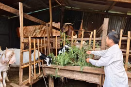 Chư Sê: "Đàn dê thoát nghèo" giúp người dân vượt khó