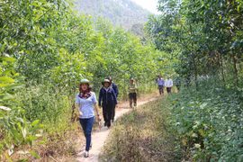 Trồng mới 40.000 ha rừng: Cần giải pháp căn cơ