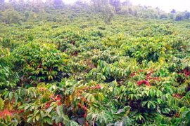 Liên kết sản xuất cà phê bền vững: Hiệu quả thiết thực