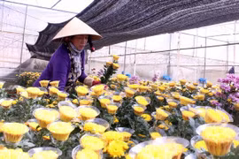 Lâm Đồng: Chuẩn bị hơn 1.500ha hoa Đà Lạt cho dịp Tết Nguyên đán