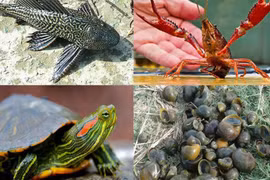 Gia Lai siết chặt quản lý, kiểm soát loài ngoại lai xâm hại