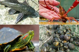 Gia Lai siết chặt quản lý, kiểm soát loài ngoại lai xâm hại