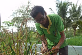 Giấc mơ trên ruộng nhiễm mặn