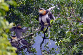 Khám phá đời sống loài voọc chà vá chân xám