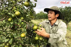 Cây quýt đường "bén" đất Đak Kơ Ning