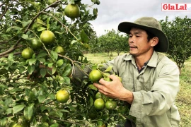 Cây quýt đường "bén" đất Đak Kơ Ning