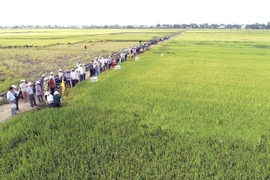 Nhiều lợi ích từ chương trình liên kết sản xuất lúa gạo chất lượng cao