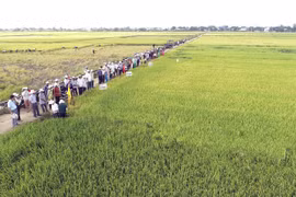 Nhiều lợi ích từ chương trình liên kết sản xuất lúa gạo chất lượng cao