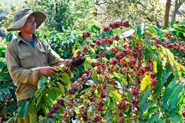 Kpă Biêk: Bí thư Chi bộ gương mẫu, làm kinh tế giỏi