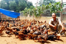 Nuôi gà ta thả đồi đếm không xuể, một ông nông dân được UBND tỉnh Bình Định đề nghị Thủ tướng tặng Huân chương