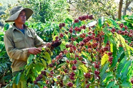 Kpă Biêk: Bí thư Chi bộ gương mẫu, làm kinh tế giỏi