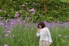 Hoa tím trải dài trên F- Cánh đồng hoa Đà Lạt