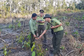 Đắk Lắk: Nghiên cứu, phục hồi rừng ở lưu vực sông Sêrêpốk