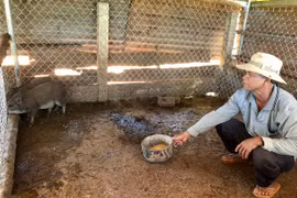 Chư Păh: Triển vọng mô hình liên kết nuôi heo địa phương