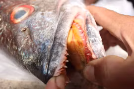 Quảng Ngãi: Hai ngư dân bắt được cá lạ 18kg, nghi cá sủ vàng