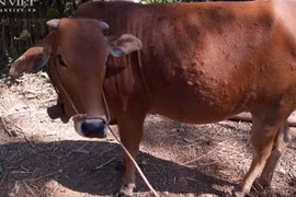 Chưa nhập khẩu kịp vắc xin, bệnh viêm da nổi cục trên trâu bò có nguy cơ lan rộng