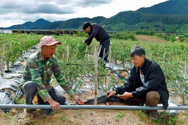 Hiệu quả từ dự án mô hình tưới tiết kiệm