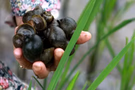 Tăng cường công tác quản lý, kiểm soát loài ngoại lai xâm hại