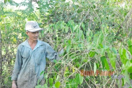 Bình Phước: Trồng cây lạ mang tên cây sachi, bán giống nói như "rót mật vào tai", dân vỡ mộng làm giàu