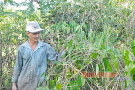 Bình Phước: Trồng cây lạ mang tên cây sachi, bán giống nói như "rót mật vào tai", dân vỡ mộng làm giàu