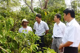 Mất 5 năm khảo sát, doanh nghiệp Nhật Bản hợp tác trồng giống khoai lang Nhật nổi tiếng ở Tây Nguyên