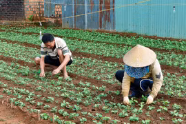 Nhà vườn gấp rút chuẩn bị vụ hoa Tết