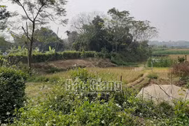 Công an thông tin vụ phát hiện đôi nam nữ tử vong trong lều giữa cánh đồng