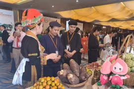 Phập phồng tour Tết