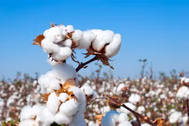 Tại sao châu Phi lại đẩy mạnh ứng dụng cây trồng công nghệ sinh học?