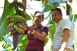 Khơi dậy tinh thần vươn lên thoát nghèo (bài 2): Liên kết, đưa vùng nghèo phát triển