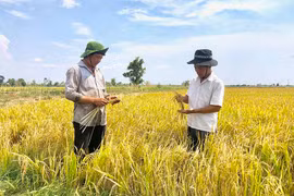 Miên man cùng lúa rẫy