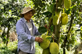 Chư Pưh xây dựng vùng chuyên canh giá trị kinh tế cao