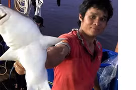 Săn loài "thủy quái" giống như cá mập đuôi dài, những ngư dân ở đây có khi suýt đứt cả ngón tay mà vẫn ham