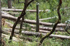 Thủ tướng chỉ đạo kiểm tra, xử lý tình trạng mất rừng tại Lâm Đồng