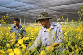 Mở hướng trồng lan Vũ nữ