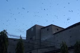 Hướng đến xây dựng thương hiệu yến sào Ayun Pa