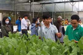 Nâng cao chuỗi giá trị cung ứng rau, hoa, quả