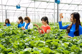 Lâm Đồng xây dựng bộ tiêu chí mới về du lịch canh nông