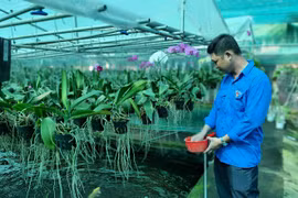 Vườn lan rừng tiền tỉ của Hoàng Hậu