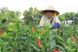 Nông dân ''trúng'' đậm vì giá ớt tăng cao kỷ lục dịp cuối năm